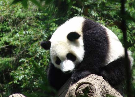 Giant panda at Wolong