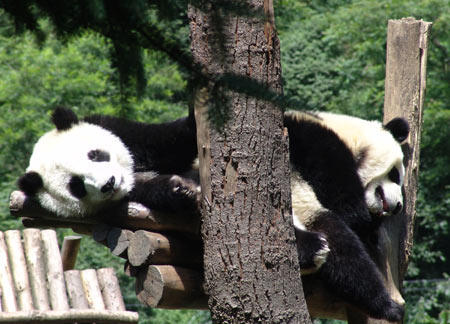 Giant panda at Wolong