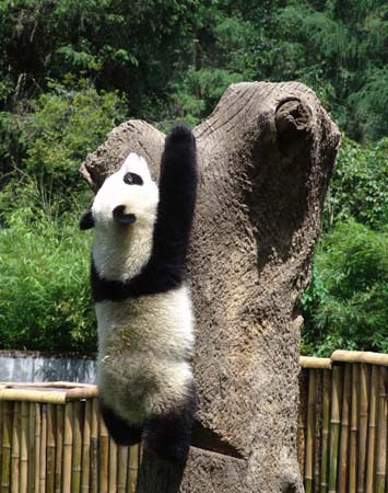 Giant panda at Wolong
