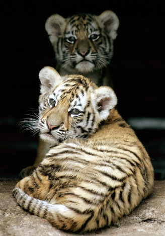 Siberian Tigers