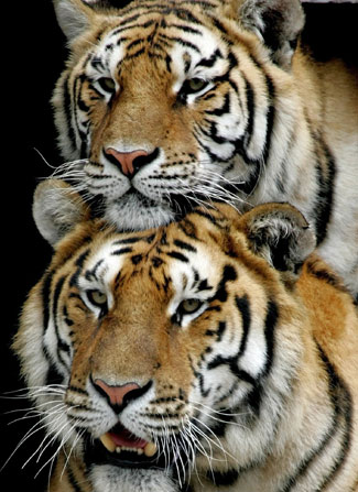 Siberian Tigers