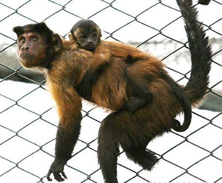 Deep maternal bond