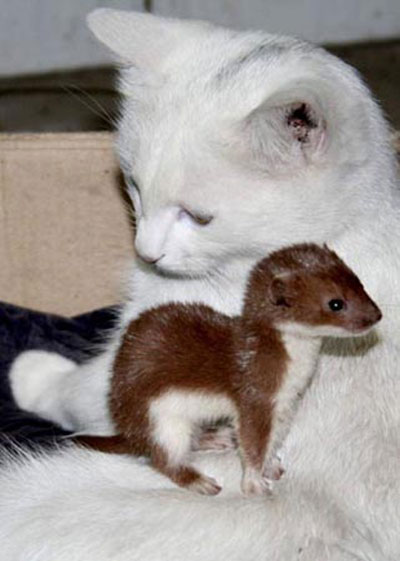 Weasel kit and its cat mother