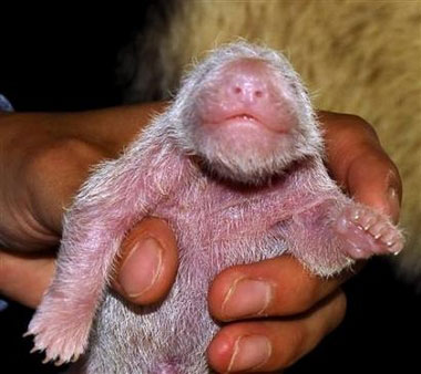 Twin pandas give birth to twin cubs