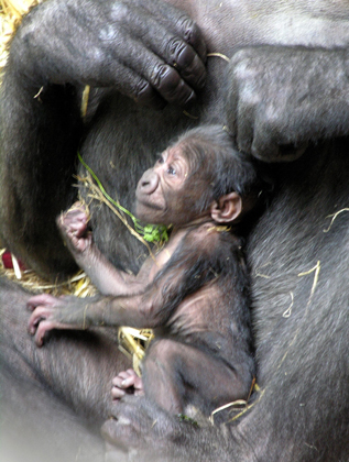 One day-old baby gorilla 