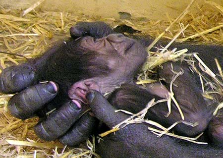 One day-old baby gorilla 