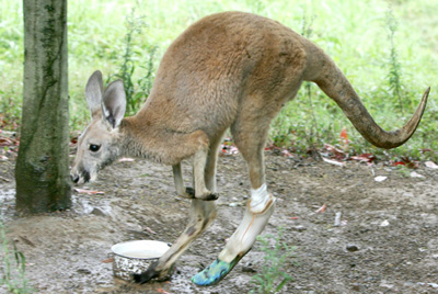 Kangaroo with artificial limb in Hangzhou