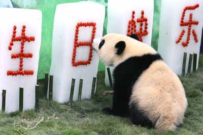Jing Jing has first birthday after chosen as Olympic mascot