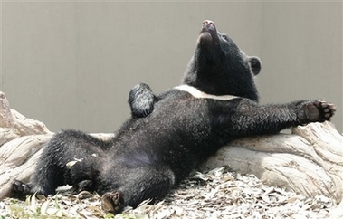 Black bear takes a rest 