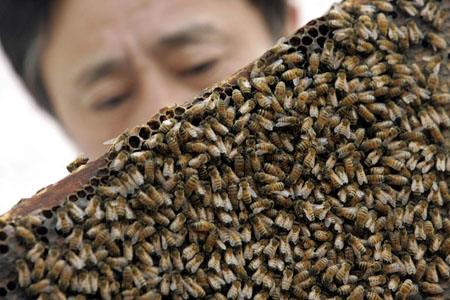 Bee venom used in medical treatment