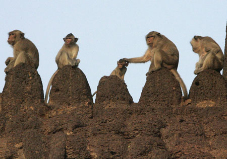 Monkey Buffet Festival in Thailand