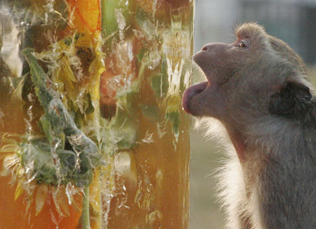 Monkey Buffet Festival in Thailand