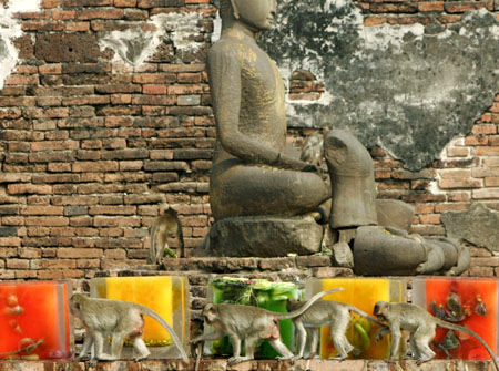 Monkey Buffet Festival in Thailand