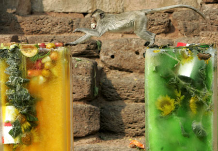 Monkey Buffet Festival in Thailand