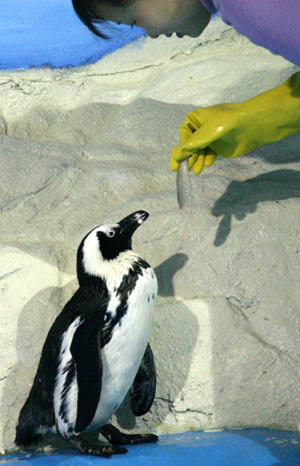 Little penguin in Wuhan aquarium