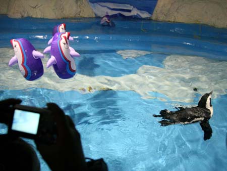 Little penguin in Wuhan aquarium