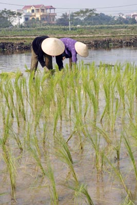 Rice prices in Viet Nam set to rise