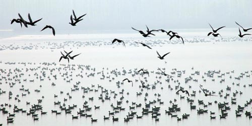 Migratory birds affected in warm winter