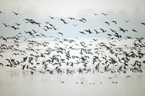 Migratory birds affected in warm winter