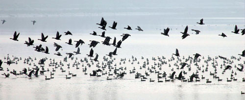 Migratory birds affected in warm winter