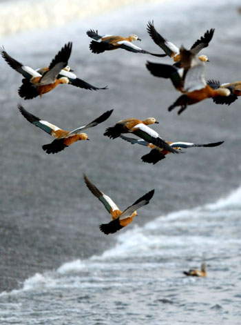 Migratory birds affected in warm winter