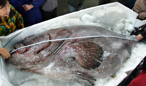 Large fish weighing 340 kg