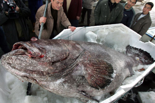 Large fish weighing 340 kg