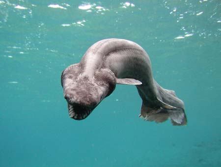 Frilled shark from 600 meters under the sea