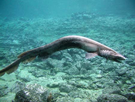 Frilled shark from 600 meters under the sea