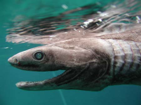 Frilled shark from 600 meters under the sea