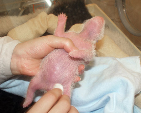 Giant panda cub No.6