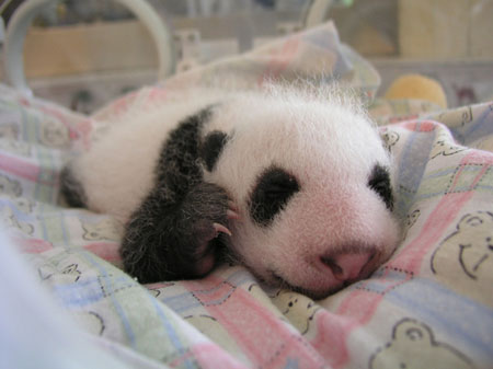 Giant panda cub No.6