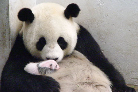 Giant panda cub No.14