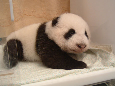 Giant panda cub No.14