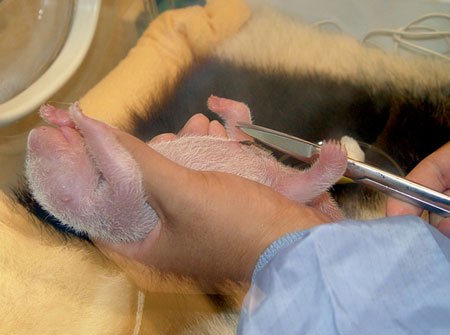 Giant panda cub No.4