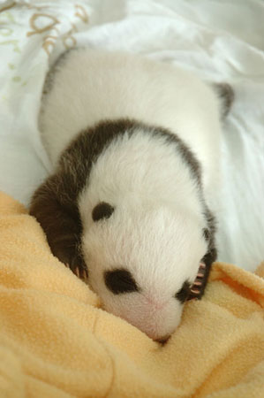 Giant panda cub No.4