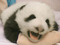 Love giant pandas? Name them