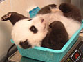 Love giant pandas? Name them