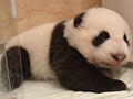 Love giant pandas? Name them