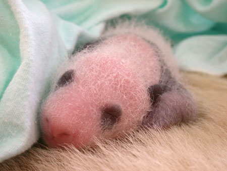 Giant panda cub No.3