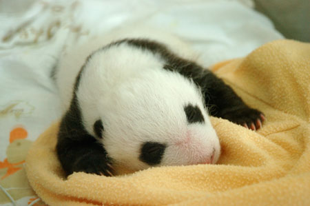 Giant panda cub No.3