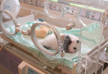 Giant panda cub No.15