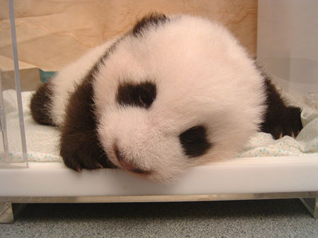 Giant panda cub No.15