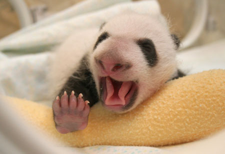 Giant panda cub No.11