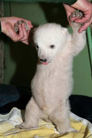 Polar bear cub Knut