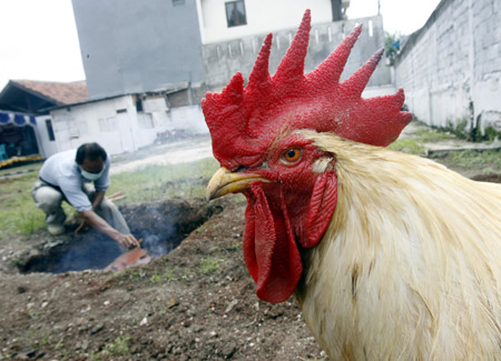 Fowls killed to stem bird flu