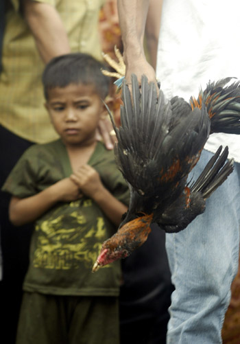 Fowls killed to stem bird flu