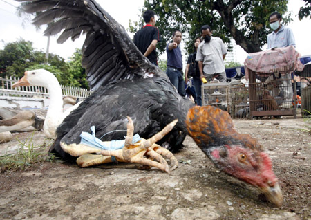 Fowls killed to stem bird flu