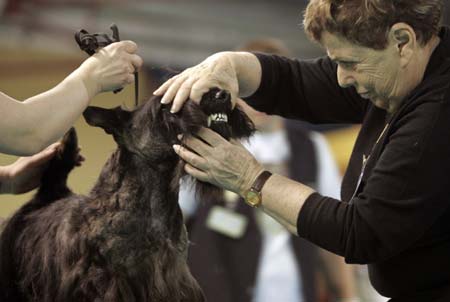 Kennel Club's dog show