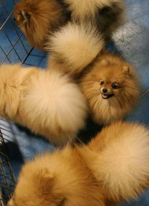 Kennel Club's dog show